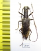 Gnoma sp.  Malaysia - INSECTS-STORE.RU
