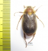 Sparrmannia sp.  South Africa Rep. - INSECTS-STORE.RU
