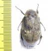 Melolonthinae sp.  South Africa Rep. - INSECTS-STORE.RU