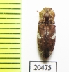 Elateridae sp.  Madagascar - INSECTS-STORE.RU