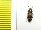 Salpingidae, Elacatis kraatzi  Russia, Far East - INSECTS-STORE.RU