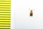 Aderidae, Aderus populneus  Russia, Tver reg. - INSECTS-STORE.RU
