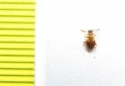 Aderidae, Aderus populneus  Russia, Tver reg. - INSECTS-STORE.RU