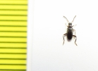 Aderidae, Anidorus nigrinus  Russia, Tver reg. - INSECTS-STORE.RU