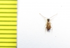 Aderidae, Euglenes pygmaeus  Russia, Tver reg. - INSECTS-STORE.RU