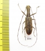 Gnoma sp.  Malaysia, Borneo - INSECTS-STORE.RU