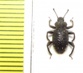 Zopheridae sp.  Indonesia, Sumatra - INSECTS-STORE.RU