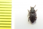 Hexagonochilus dilaticollis  Chile - INSECTS-STORE.RU