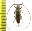Cerambycidae sp.  Malaysia, Borneo - INSECTS-STORE.RU