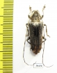 Cerambycidae sp.  Malaysia, Borneo - INSECTS-STORE.RU