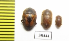 Nitidulidae sp.  Guinee - INSECTS-STORE.RU
