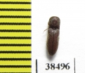 Eucnemidae sp.  South Africa Rep. - INSECTS-STORE.RU