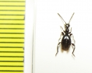 Anthicidae, Anthelephila sp.  Thailand - INSECTS-STORE.RU