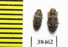Zopheridae sp.  South Africa Rep. - INSECTS-STORE.RU