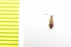 Anthicidae, Endomia unifasciata  Russia, Astrakhan reg. - INSECTS-STORE.RU