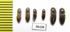 Elateridae sp.  South Africa Rep.   - INSECTS-STORE.RU
