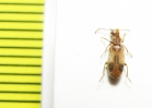 Anthicidae, Notoxus appendicinus  Russia, Astrakhan reg. - INSECTS-STORE.RU