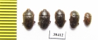 Nitidulidae sp.  South Africa Rep. - INSECTS-STORE.RU