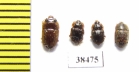 Nitidulidae sp.  South Africa Rep. - INSECTS-STORE.RU
