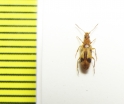 Anthicidae, Notoxus sp.  Kazakhstan - INSECTS-STORE.RU