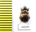 Sphaerites dimidiatus  China, Gansu prov. - INSECTS-STORE.RU
