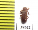 Tenebrionidae sp.  Guinee   - INSECTS-STORE.RU