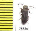 Tenebrionidae sp.  Guinee   - INSECTS-STORE.RU