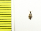 Anthicidae, Stricticollis transversalis  Russia, Astrakhan reg. - INSECTS-STORE.RU