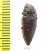 Lampetis sp.  Zambia - INSECTS-STORE.RU