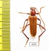 Osphranteria suaveolens  Iran, Hormozgan prov. - INSECTS-STORE.RU