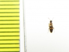 Anthicidae sp.  Iran, Khuzestan prov. - INSECTS-STORE.RU