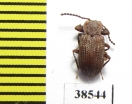 Tenebrionidae sp.  Guinee   - INSECTS-STORE.RU