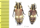 Glenea apicalis  South Africa Rep. - INSECTS-STORE.RU