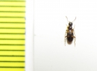 Anthicidae, Omonadus bifasciatus  Russia, Astrakhan reg. - INSECTS-STORE.RU
