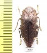 Polybothris pyropyga  Madagascar - INSECTS-STORE.RU