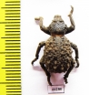 Brachycerus sp.  Zimbabwe - INSECTS-STORE.RU
