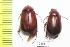 Melolonthinae sp.  South Africa Rep. - INSECTS-STORE.RU