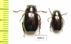 Rutelinae sp.  Peru - INSECTS-STORE.RU