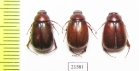 Melolonthinae sp.  South Africa Rep. - INSECTS-STORE.RU