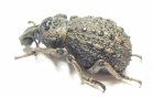 Brachyceridae sp.  Cote d'Ivoire - INSECTS-STORE.RU