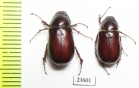Melolonthinae sp.  South Africa Rep. - INSECTS-STORE.RU