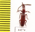 Brentidae sp.  Zimbabwe - INSECTS-STORE.RU