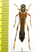 Necydalis ulmi, female  Czech Rep. - INSECTS-STORE.RU