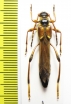 Necydalis ulmi, female  Czech Rep. - INSECTS-STORE.RU