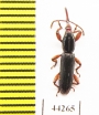 Brentidae sp.  Zimbabwe - INSECTS-STORE.RU
