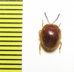 Endomychidae sp.  Peru - INSECTS-STORE.RU