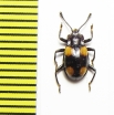Endomychidae sp.  Malaysia, Borneo - INSECTS-STORE.RU