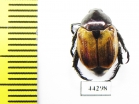 Rutelinae sp.  Zimbabwe - INSECTS-STORE.RU
