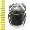 Scarabaeus transcaspicus  Uzbekistan - INSECTS-STORE.RU