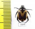 Rutelinae sp.  Zimbabwe - INSECTS-STORE.RU